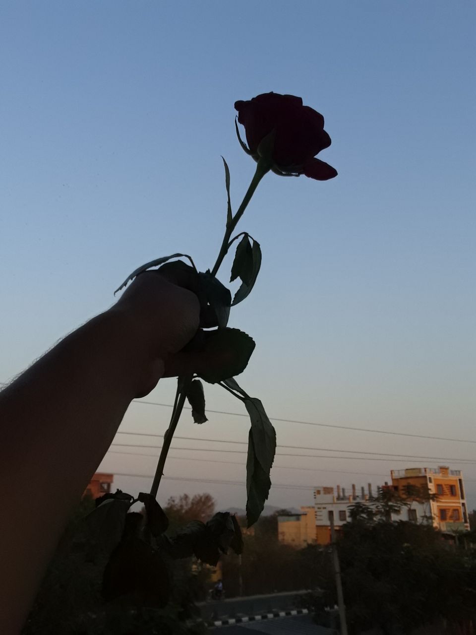 a hand holding a rose